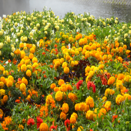 FRESH MARIGOLD